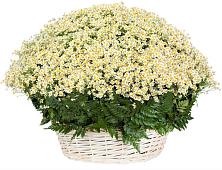 Цветочная композиция из Ромашки в корзине #REPLACE_PRED# Воркуте